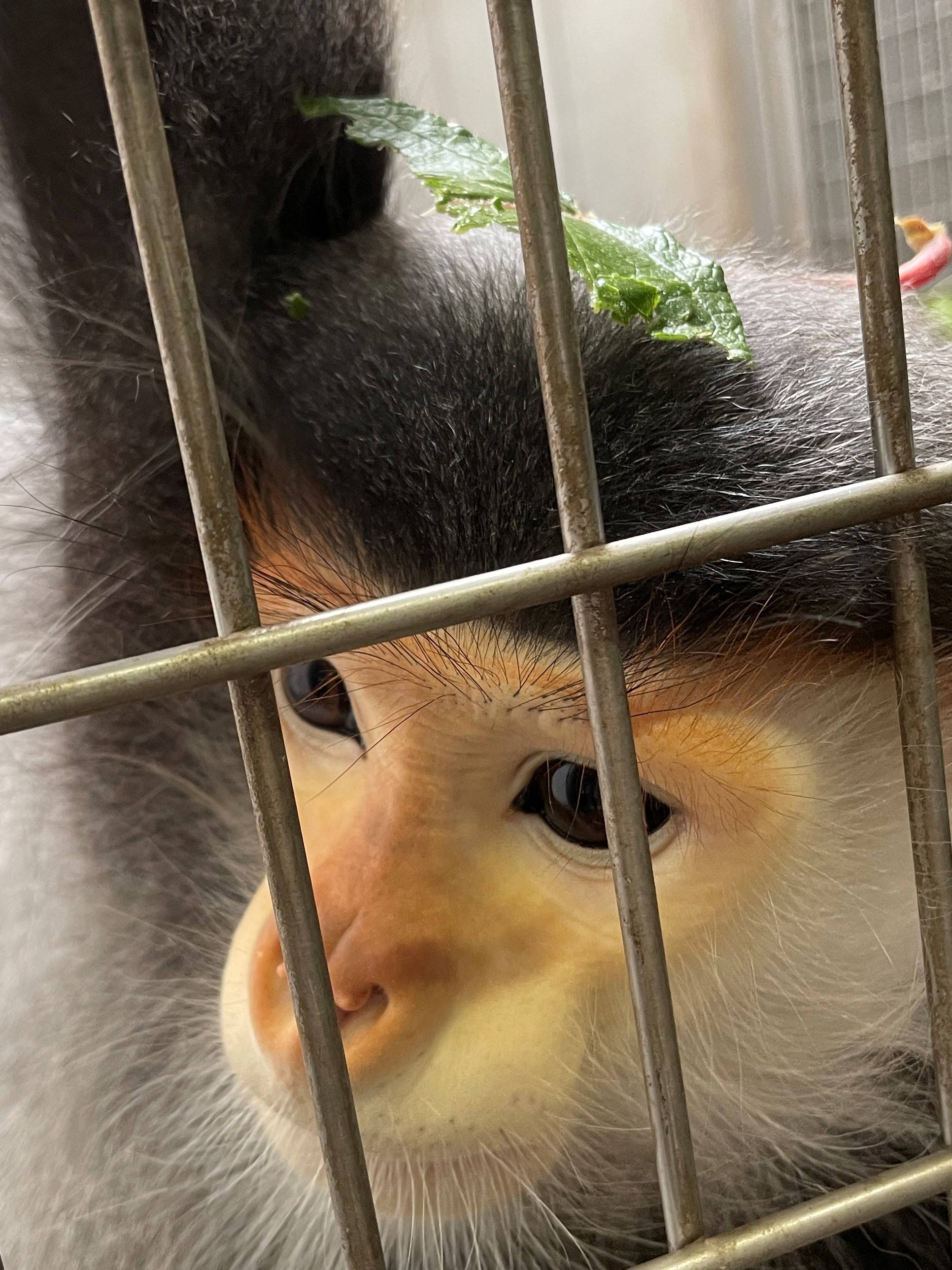 【飼育日誌】20220710:マニかっぱ現る (4).jpg