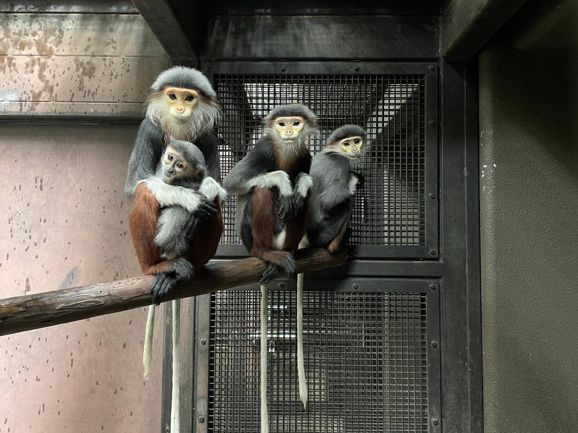 【飼育日誌】20220802：マニプクの思い出 (18).jpg