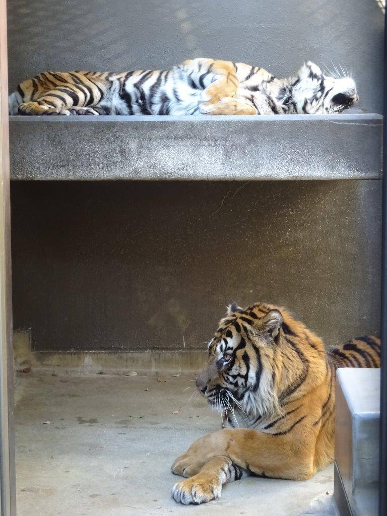 サブ運動場で同居中のガンターとデル。デルは寝台上で休息中。