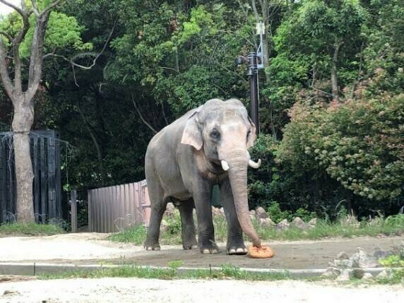 飼育日誌 20190519-6 裏側.jpg