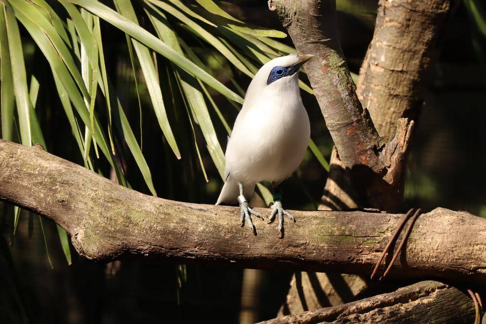 【飼育日誌】20220101：今年の干支は (9).jpg