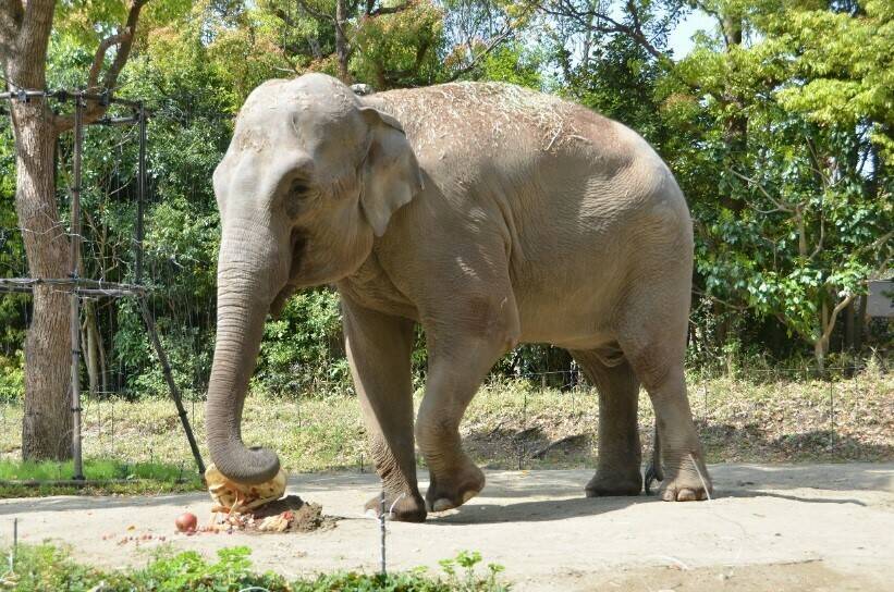 飼育日誌 190428-9 20thゾウ.jpg