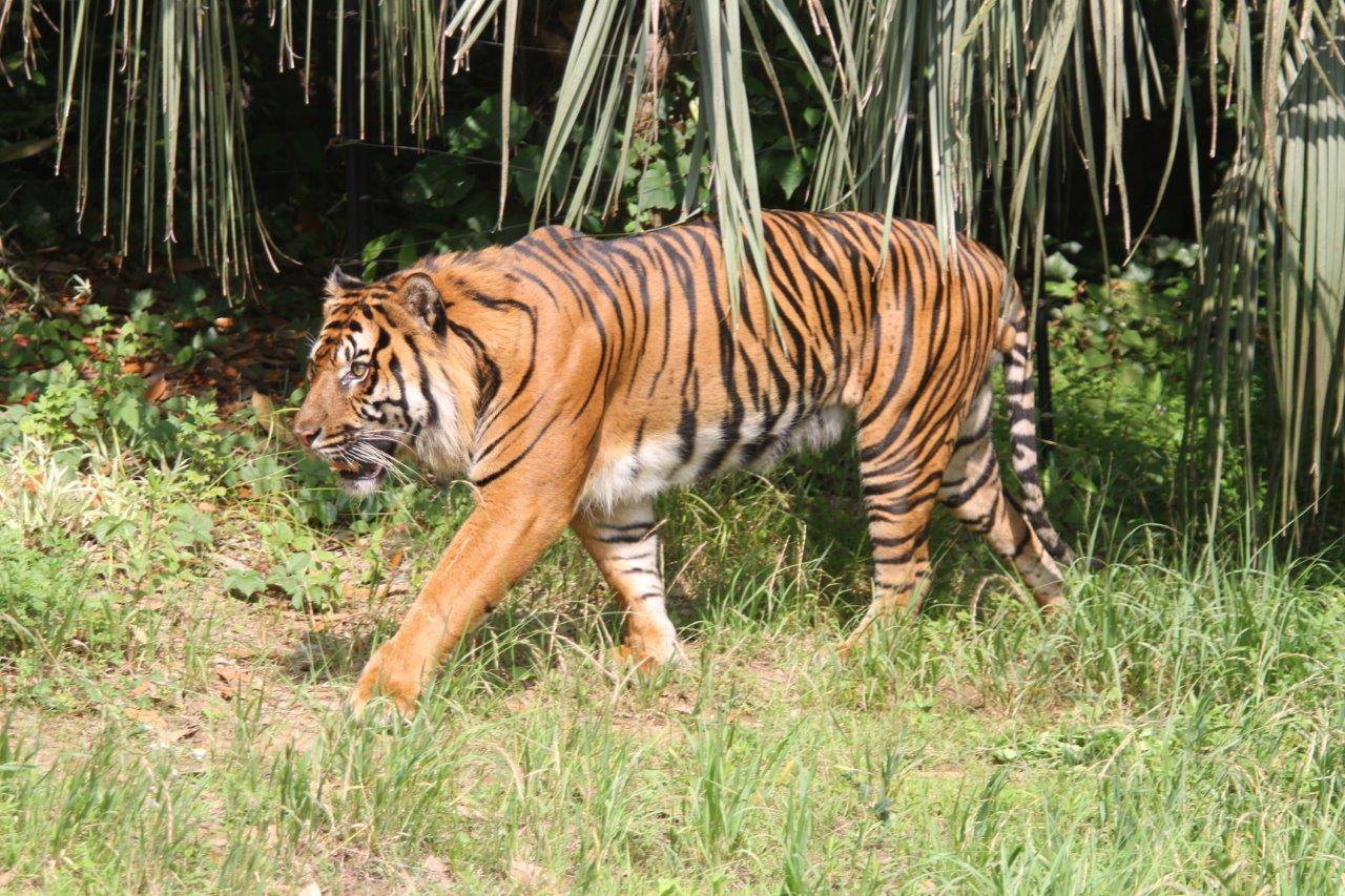 2014年6月の展示場でのガンター