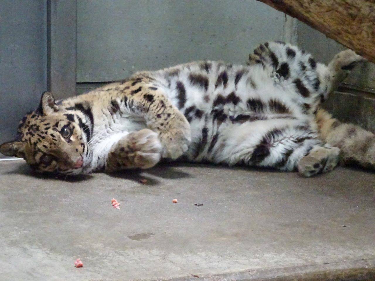 床暖上でゴロンとするアニル