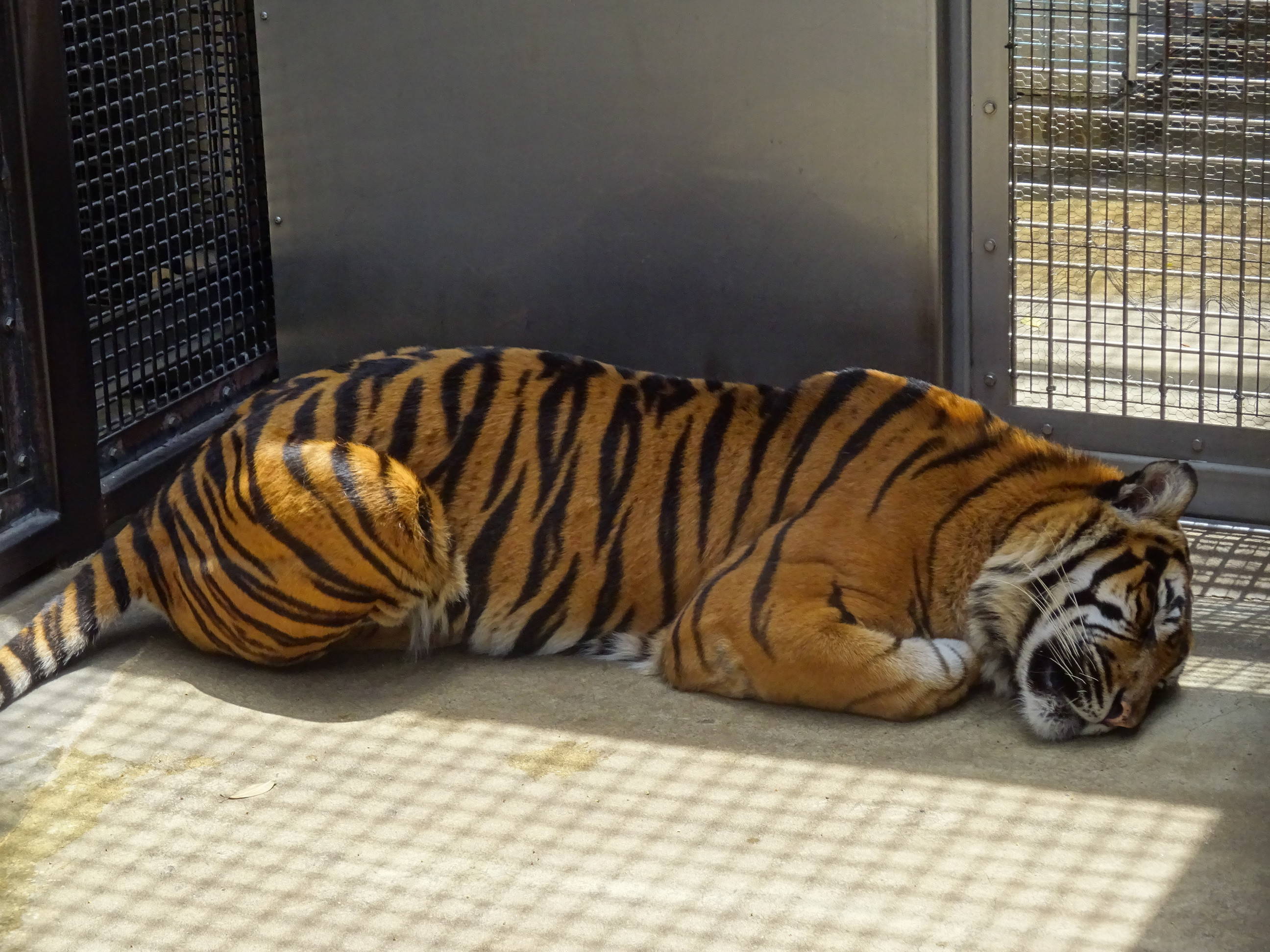 DSC00136 - コピー.jpg