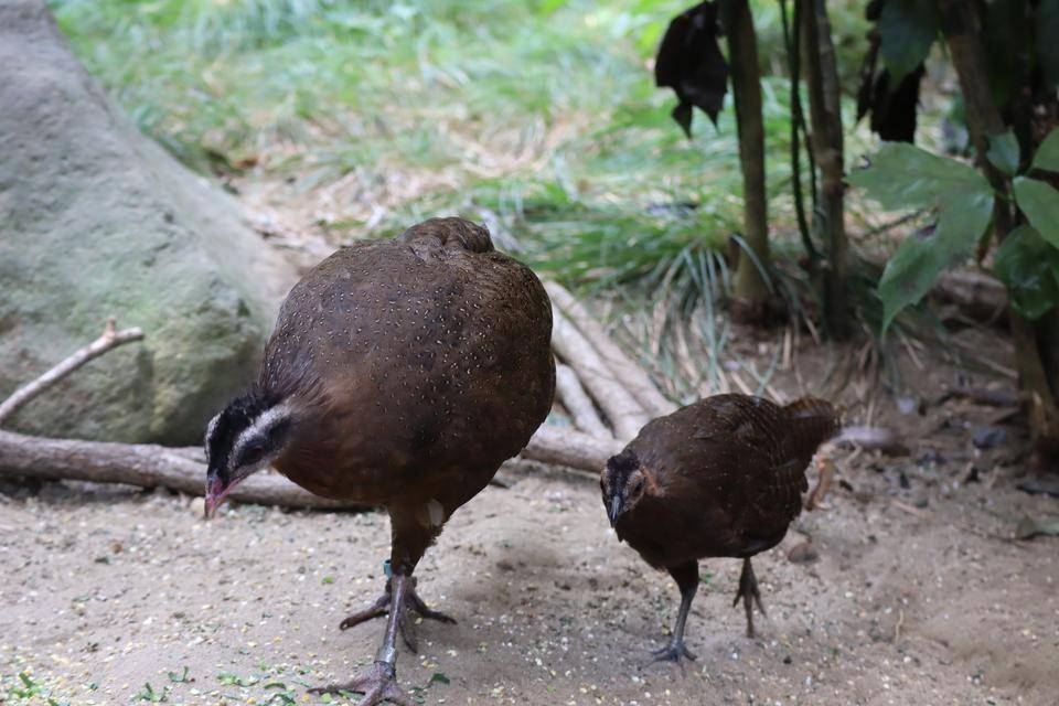 【飼育日誌】20210405:成長記10 (2).jpg