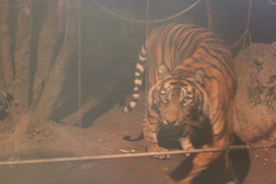 ナイトズーラシアもあと数回 すまとらとらブログ よこはま動物園ズーラシア公式サイト 公益財団法人 横浜市緑の協会 ナイトズーラシアもあと数回 すまとらとらブログ よこはま動物園ズーラシア公式サイト 公益財団法人 横浜市緑の協会