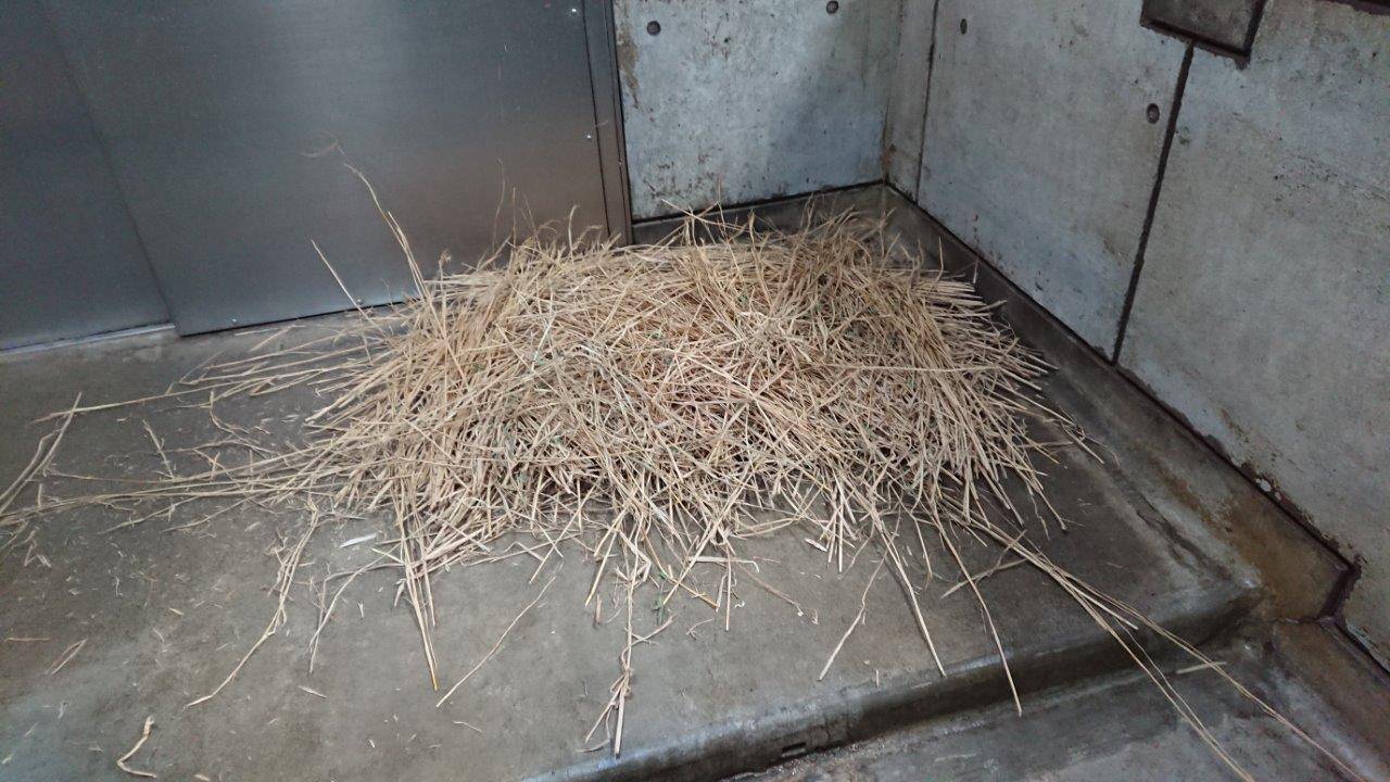 寝室に敷かれた藁