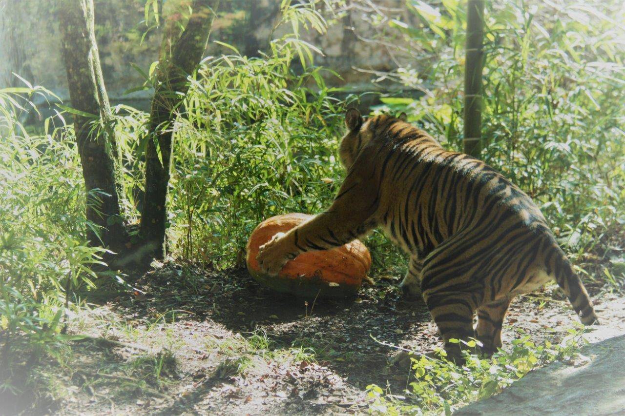カボチャで遊ぶムジュ-3