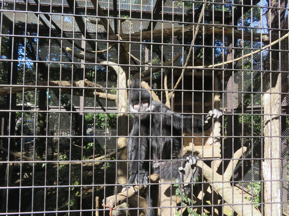 ライム 大きさ.jpg