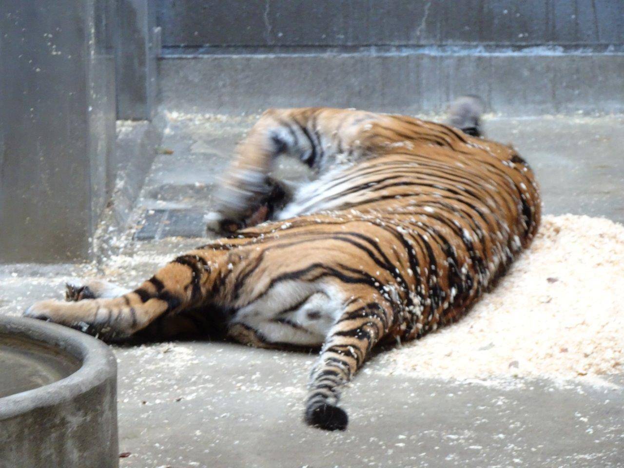 チップの上に寝転んだデル