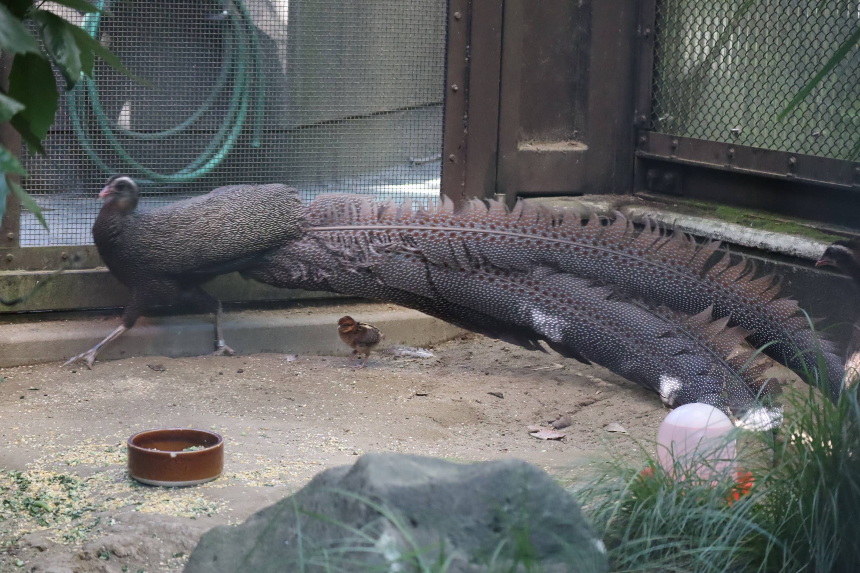 【飼育日誌】20210130：成長記8 (4).jpg