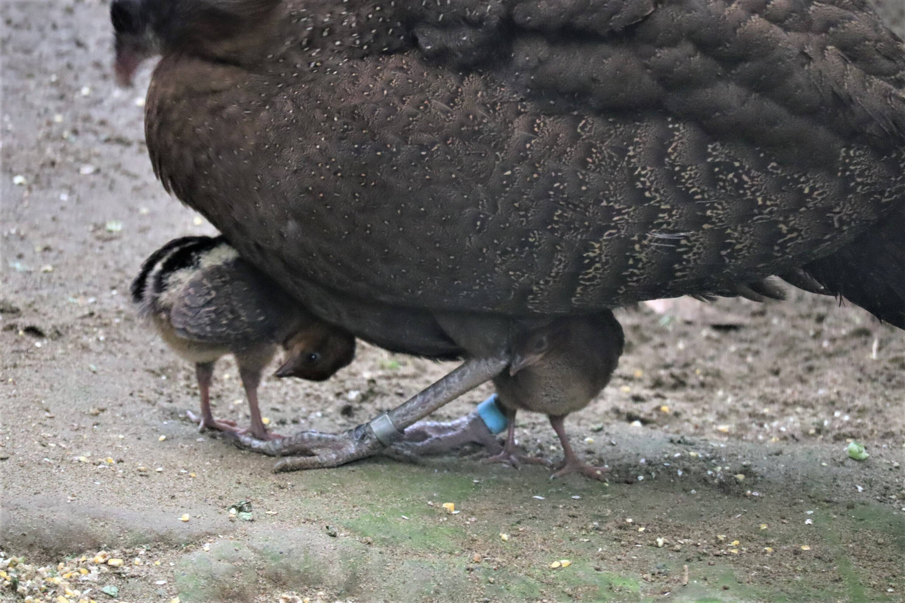 【飼育日誌】20200917：成長記5 (3).jpg