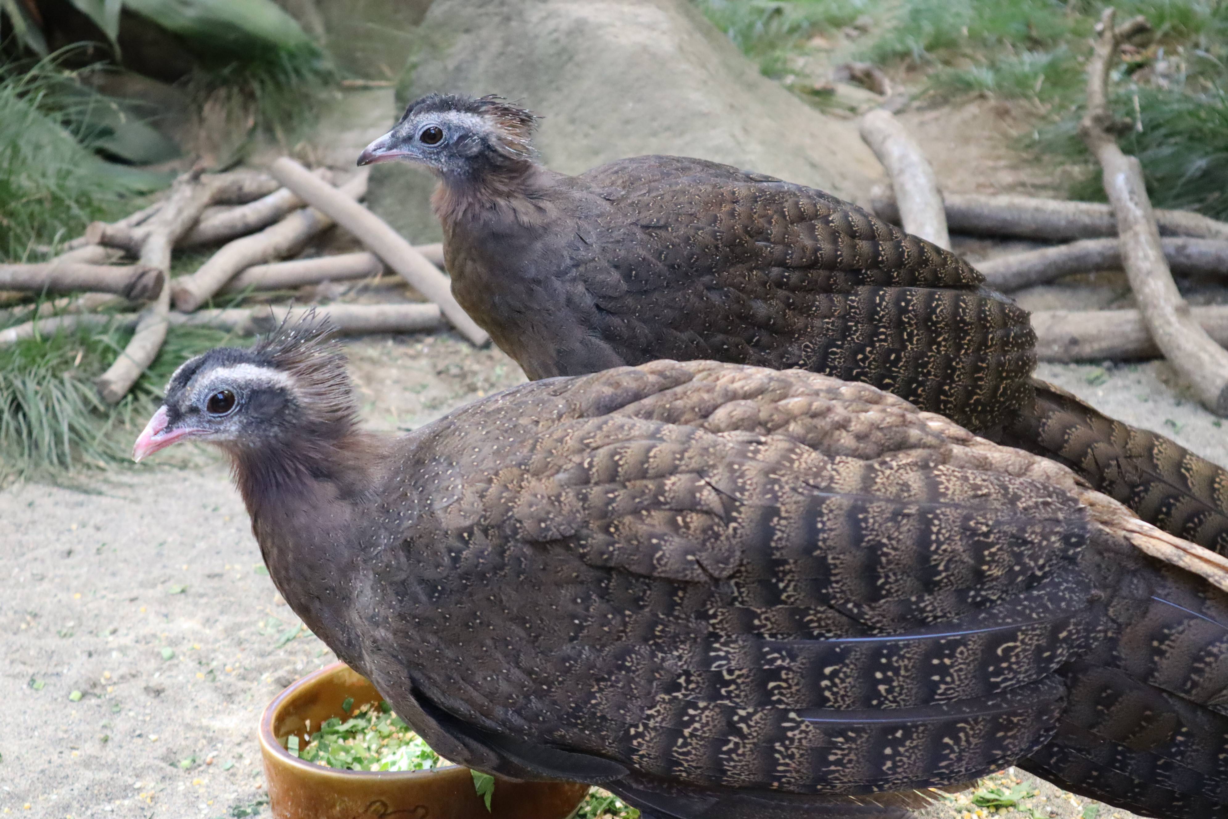 【飼育日誌】20210430:成長記12 (16).jpg