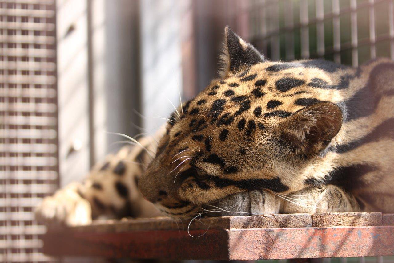 寝台上の日向で休むコーラル