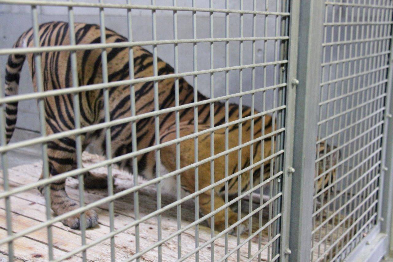 体重計の上に乗って、餌を食べるムジュ