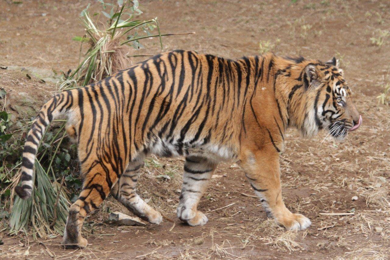 舌を出しながら歩くガンター