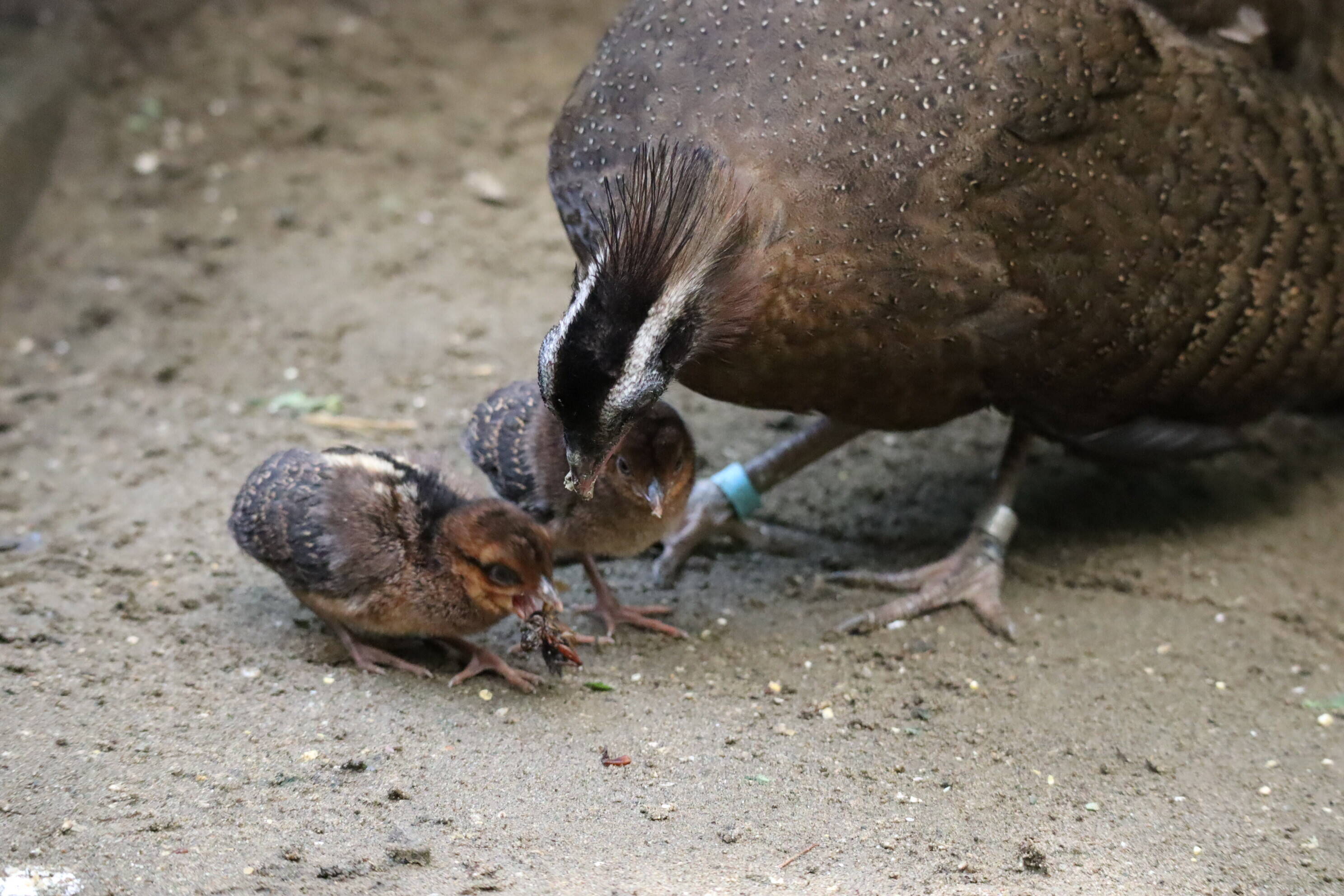 【飼育日誌】202008016:成長記3 (18).jpg