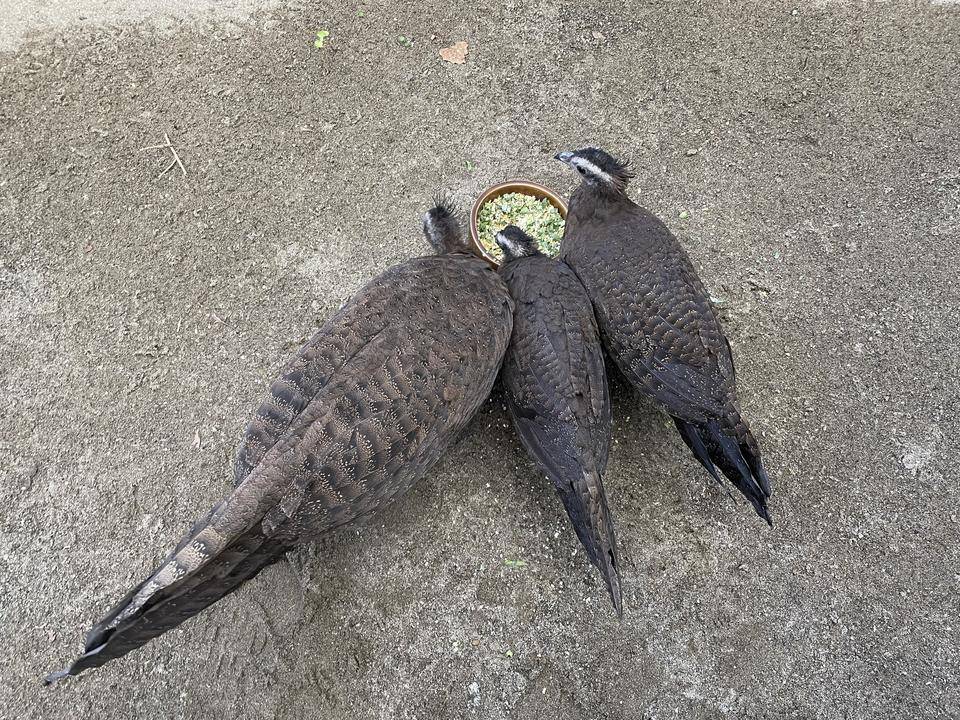 【飼育日誌】20220101：今年の干支は (7).jpg