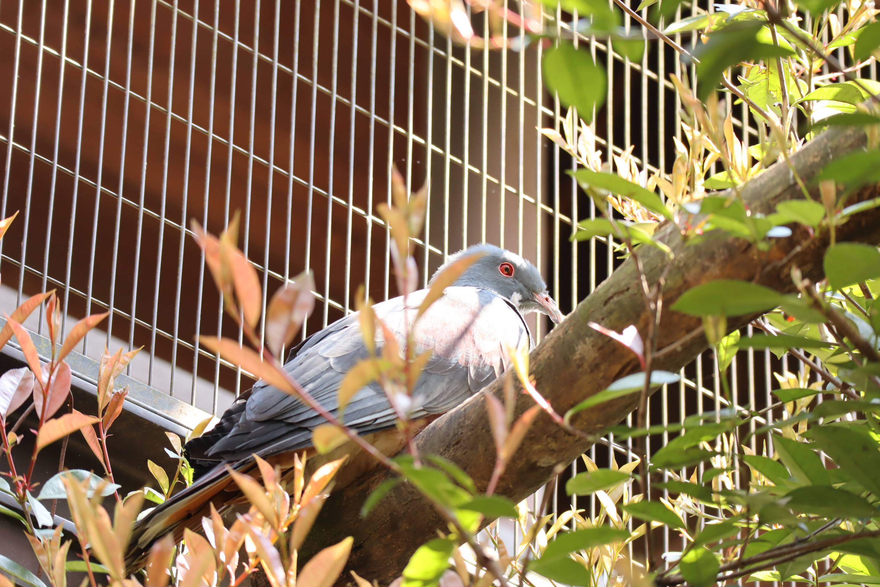 【飼育日誌】20201031：激変 (4).jpg