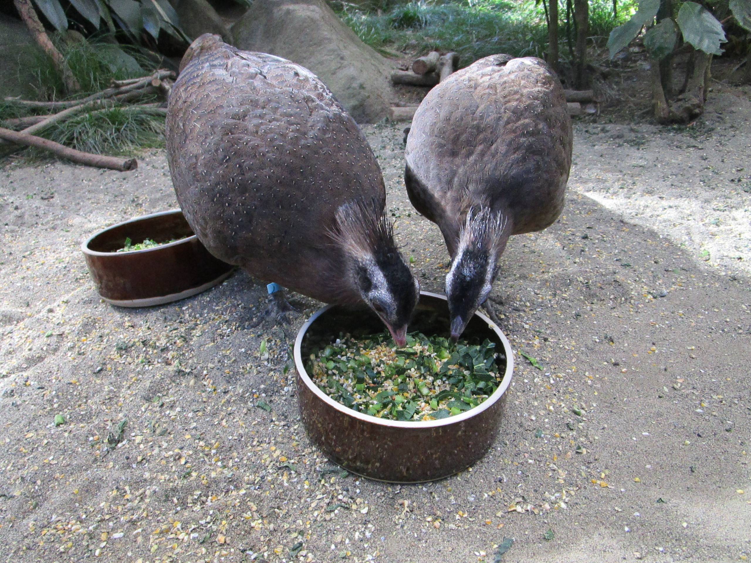 【飼育日誌】20210430:成長記12 (15).jpg