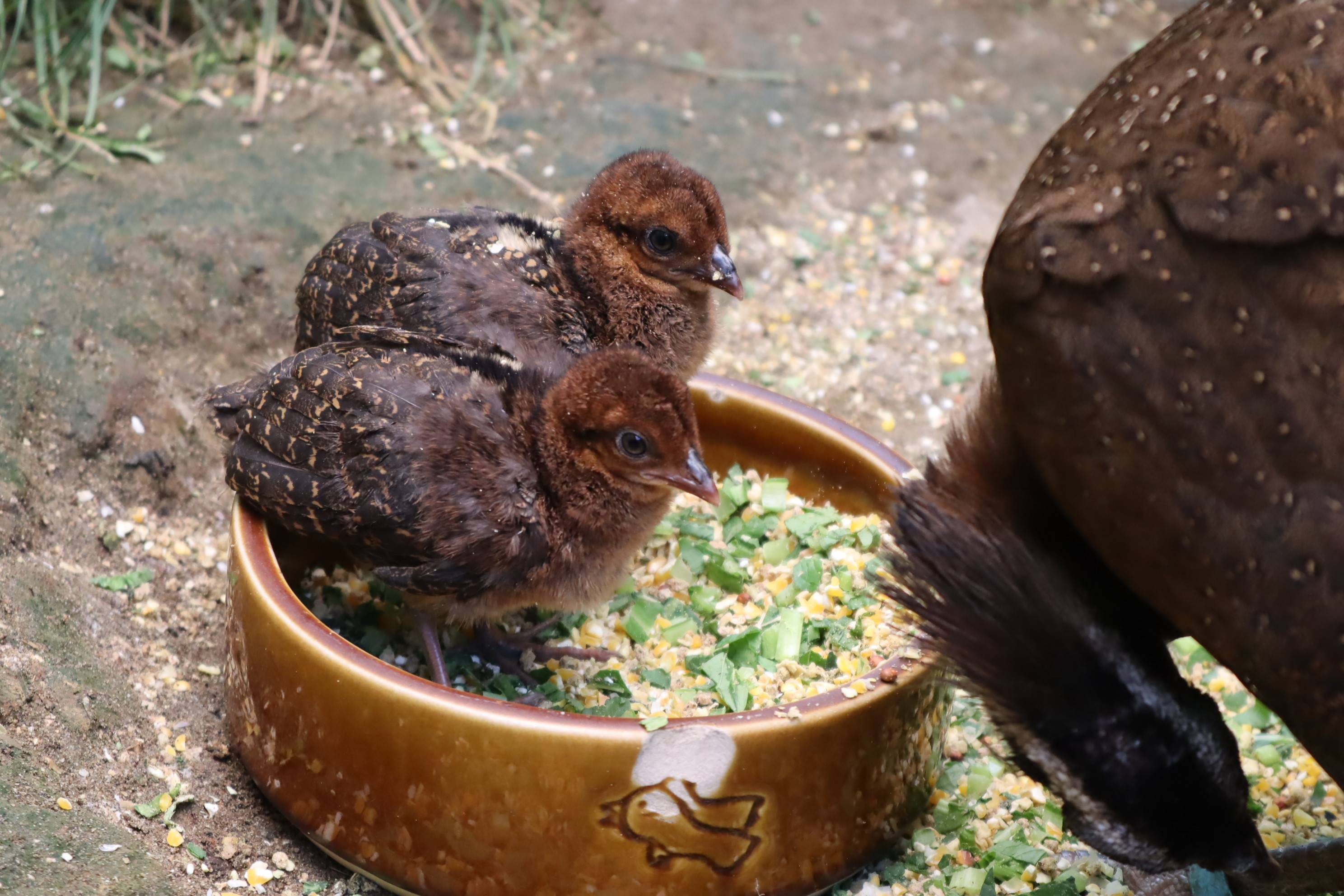 【飼育日誌】20210317：成長記9 (18).jpg