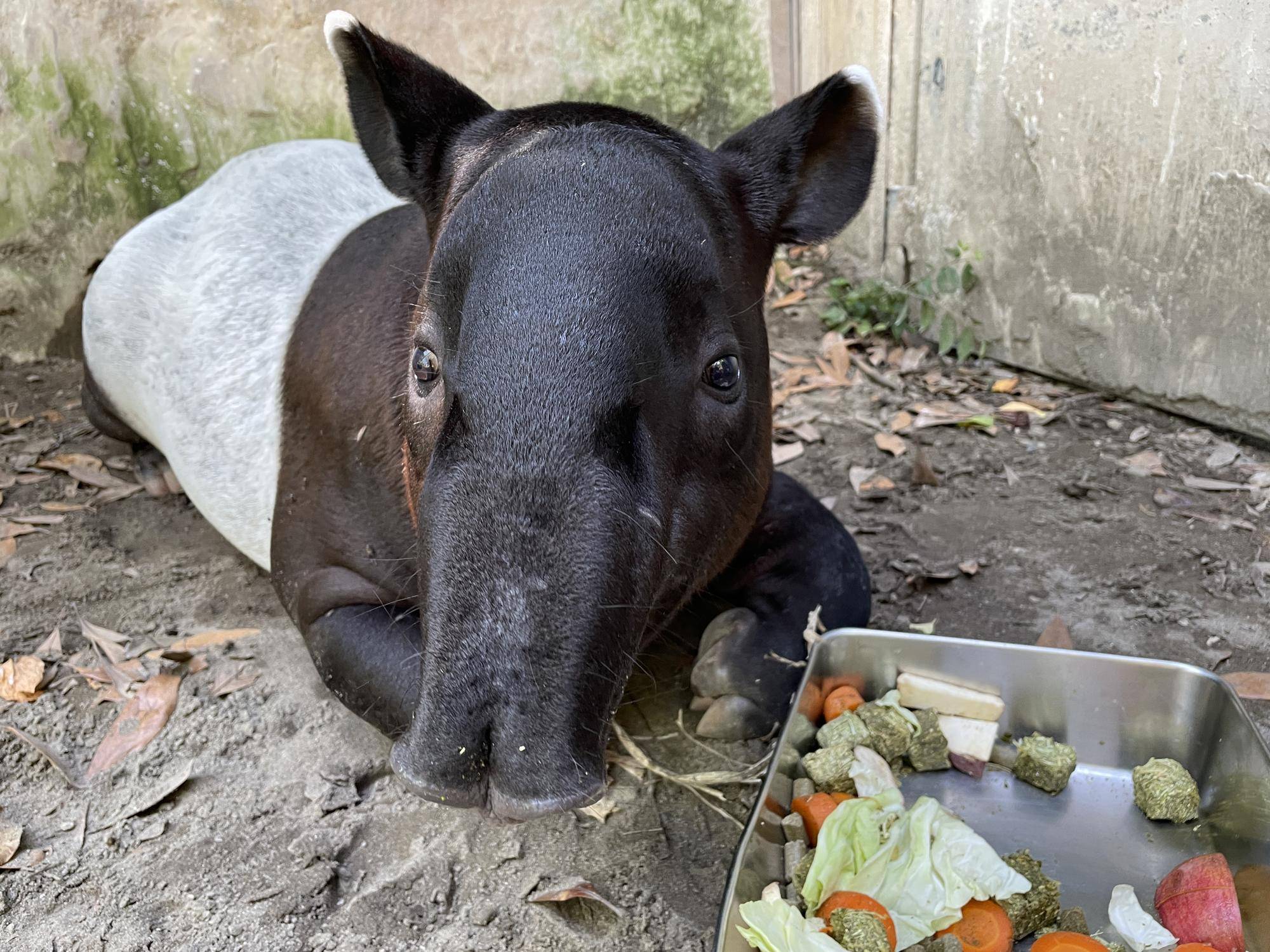 うり坊成長日記 まだあるよ編 飼育日誌 よこはま動物園ズーラシア公式サイト 公益財団法人 横浜市緑の協会