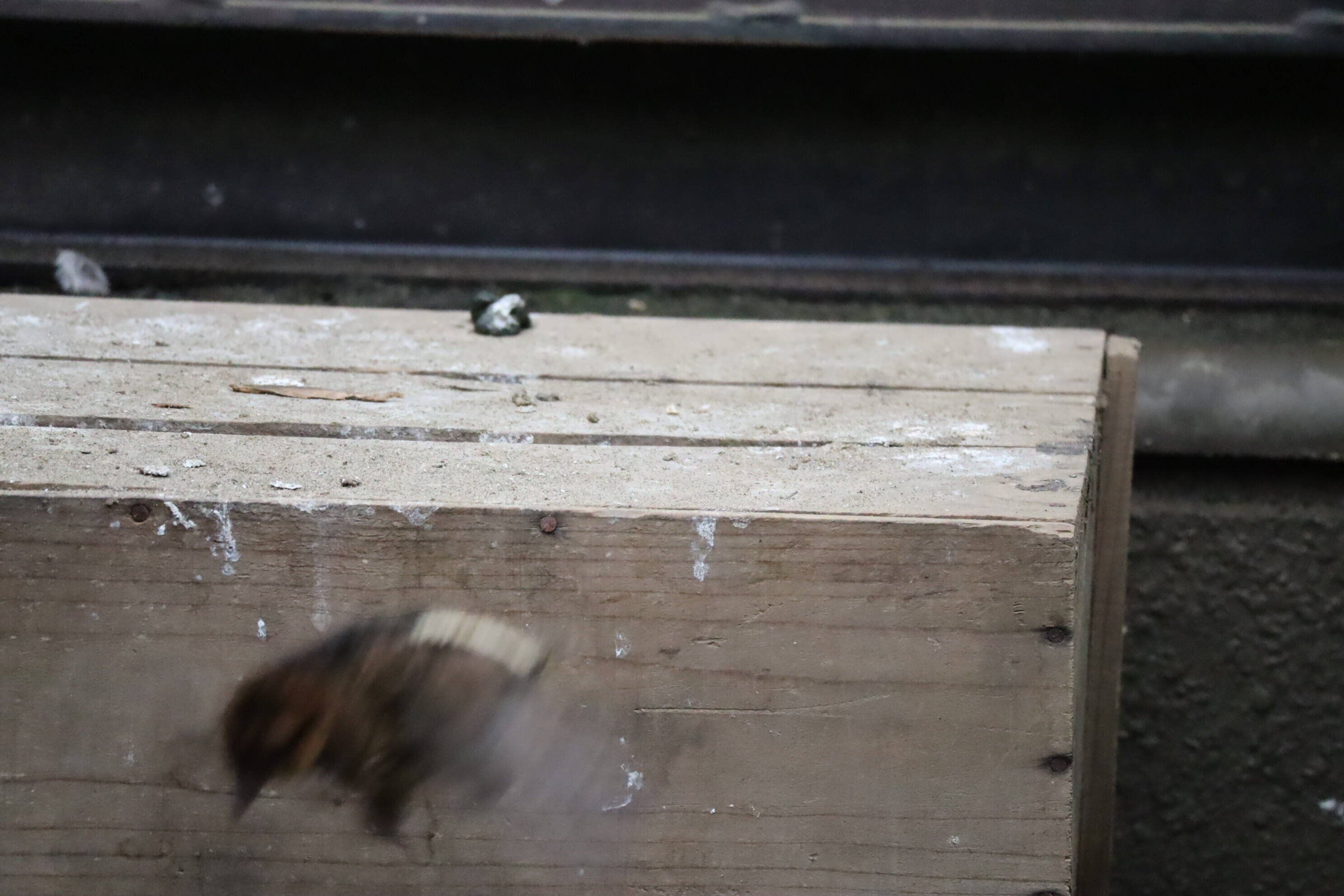 【飼育日誌】20200917：成長記5 (24).jpg