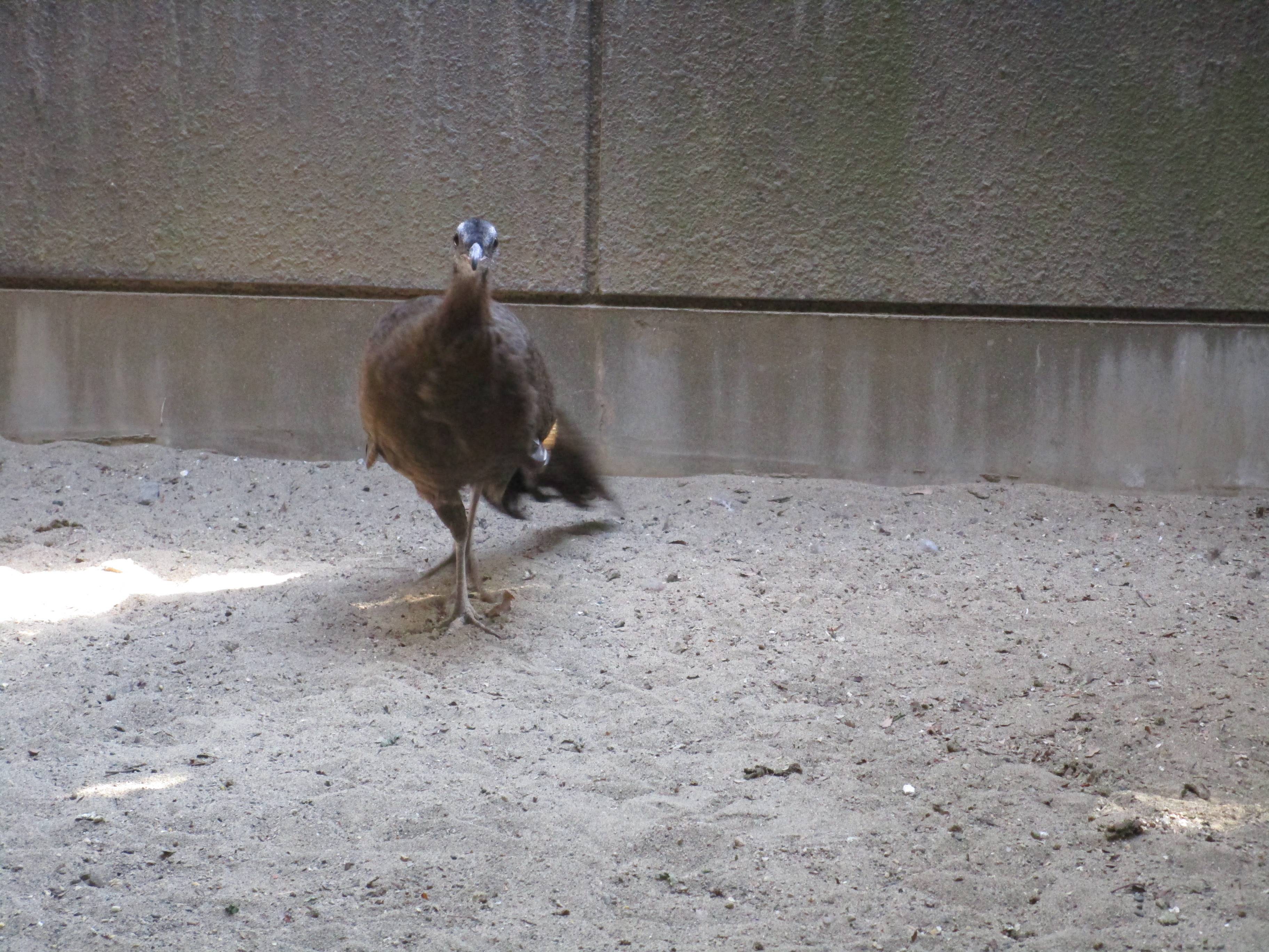 【飼育日誌】20210619:成長記13 (10).jpg