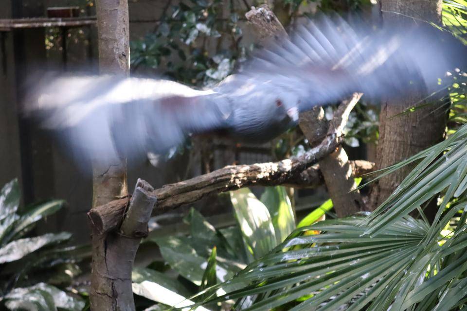 【飼育日誌】20210810：ノトゥの魅力 (9).jpg