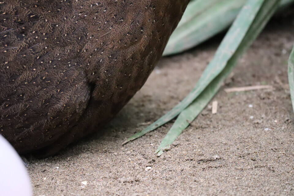 【飼育日誌】20200917：成長記5 (6).jpg