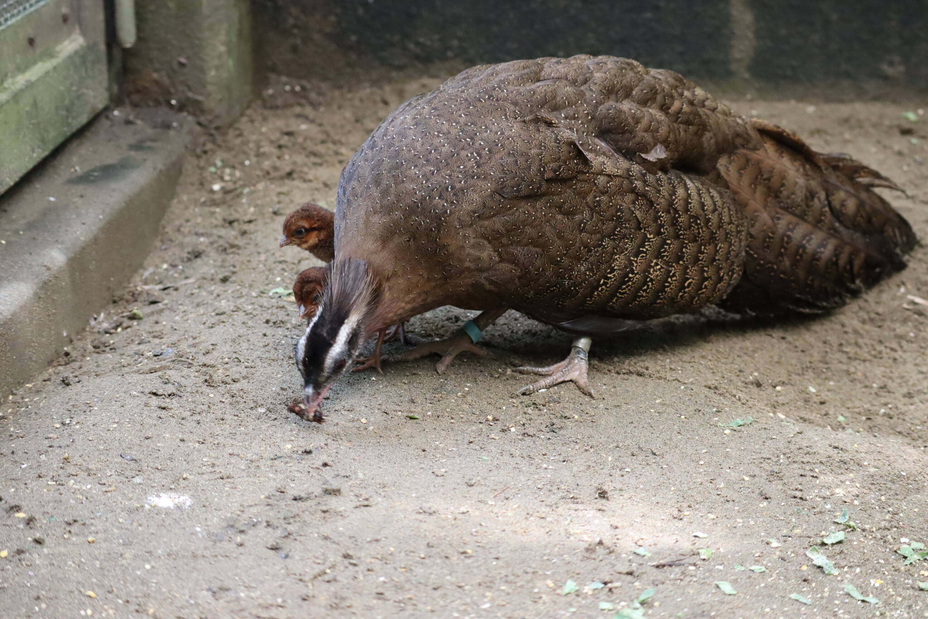 【飼育日誌】202008016:成長記3 (11).jpg