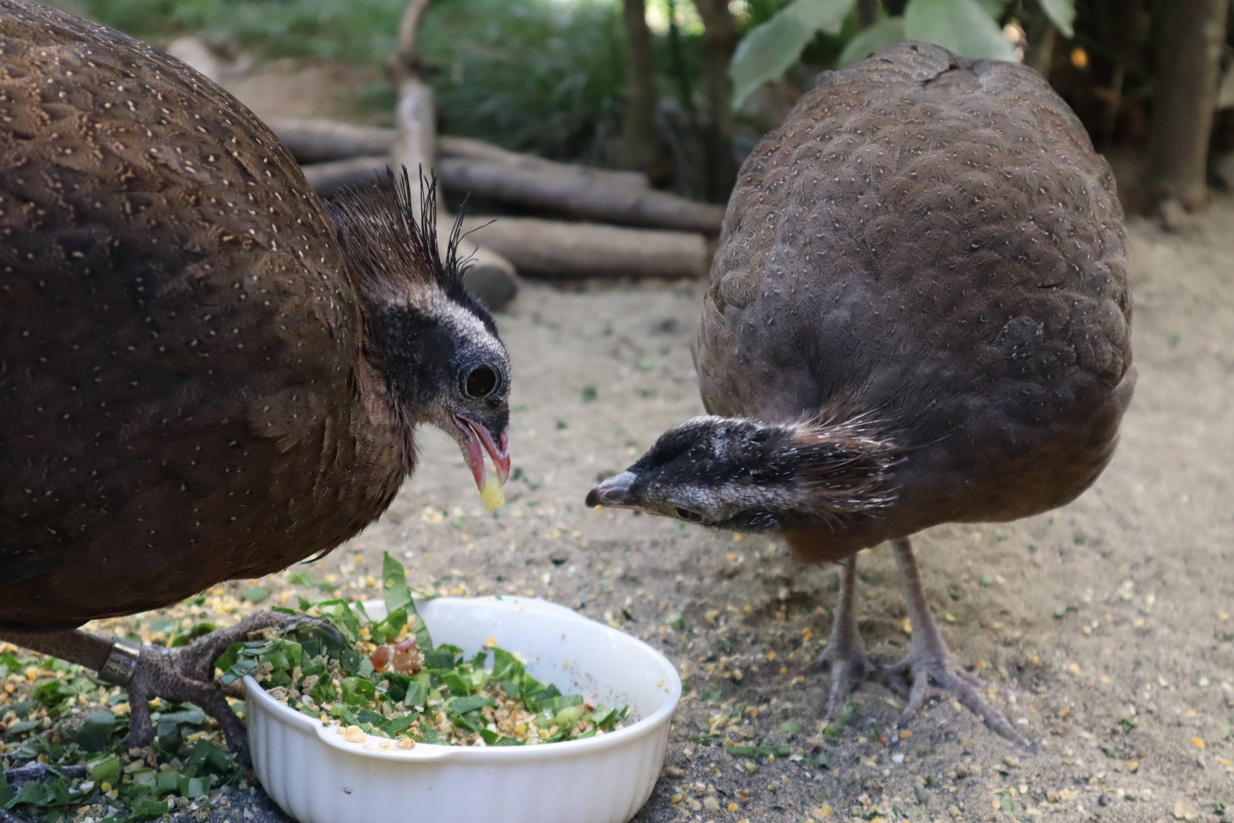 【飼育日誌】20210430:成長記12 (13).jpg