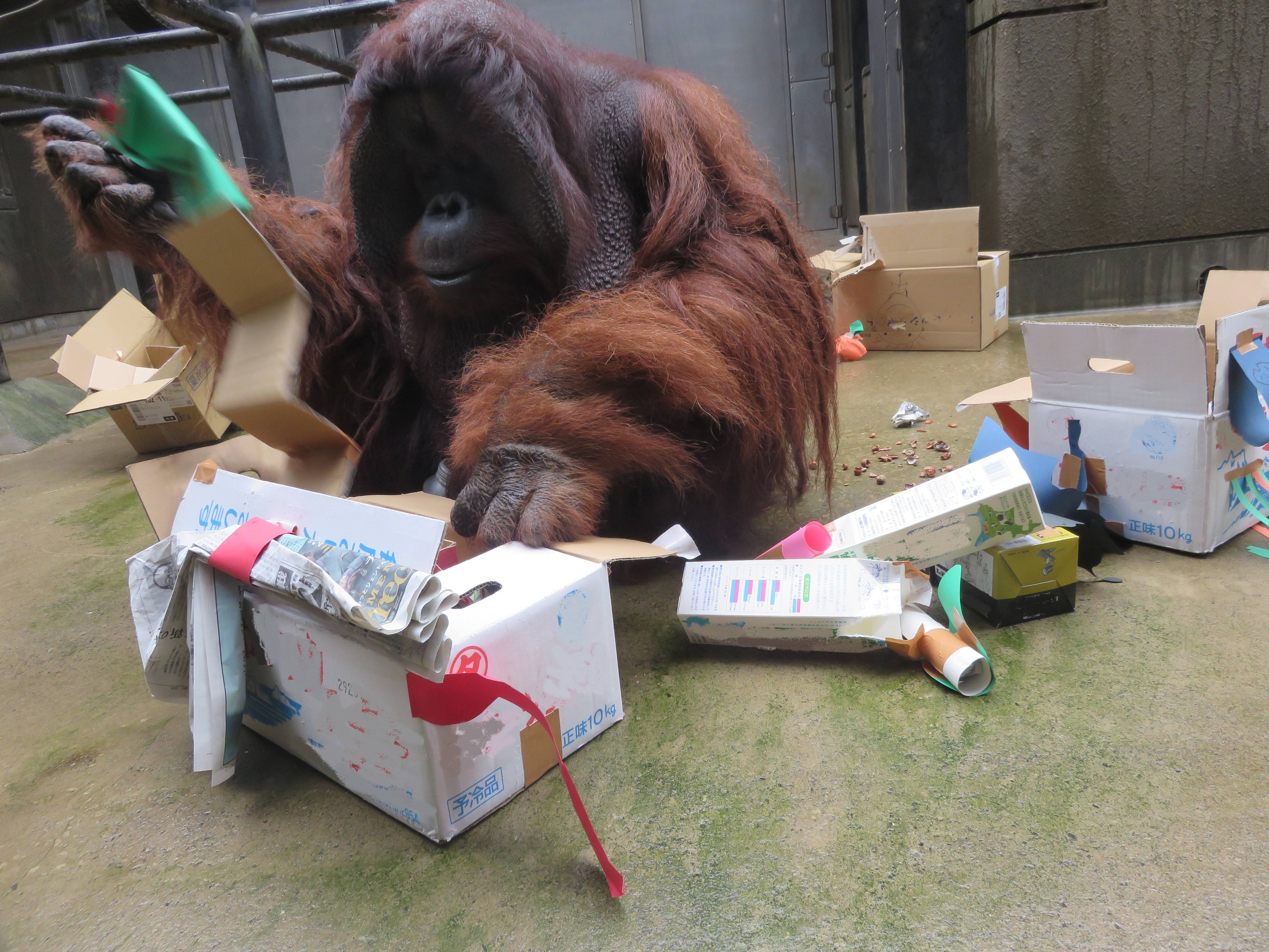 2018110609オラン段ボール.jpg