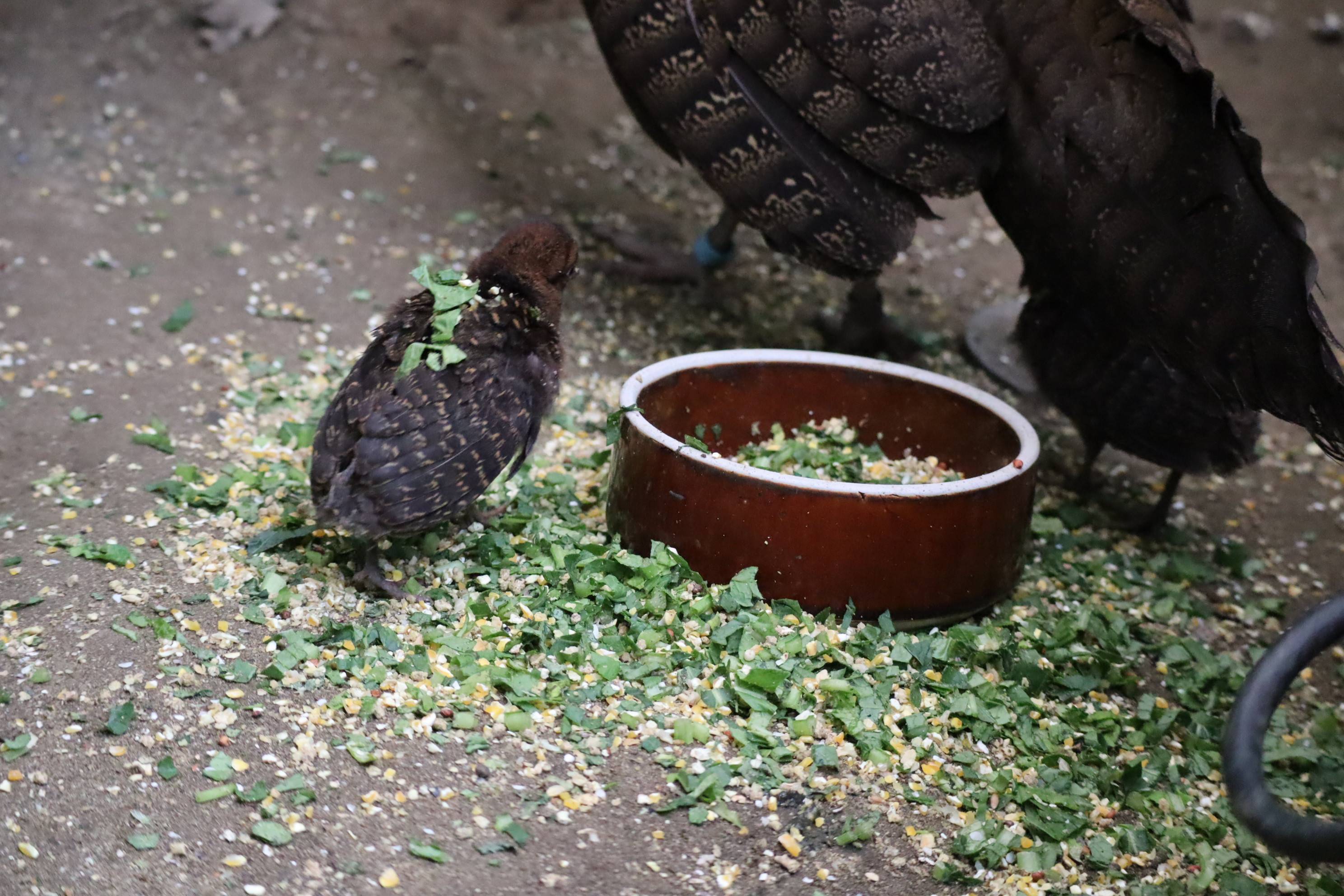 【飼育日誌】20201120:成長記7 (4).jpg