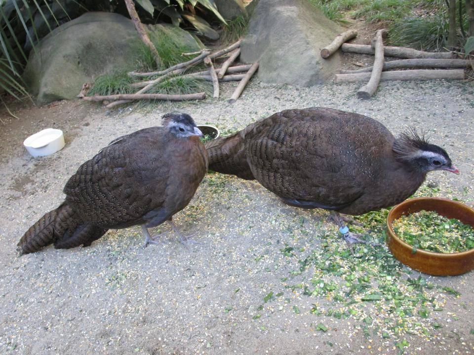 【飼育日誌】20210619:成長記13 (2).jpg