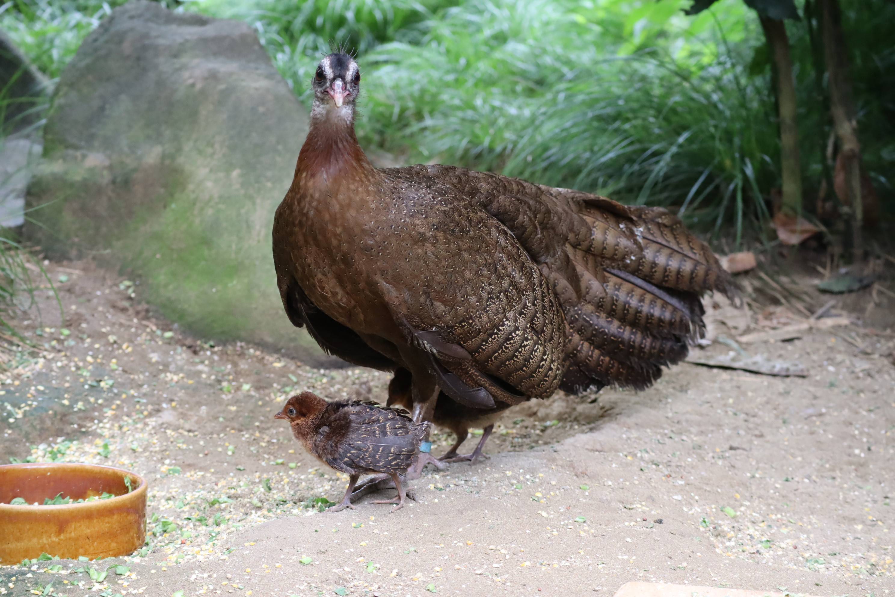 【飼育日誌】20201022：成長記6 (12).jpg