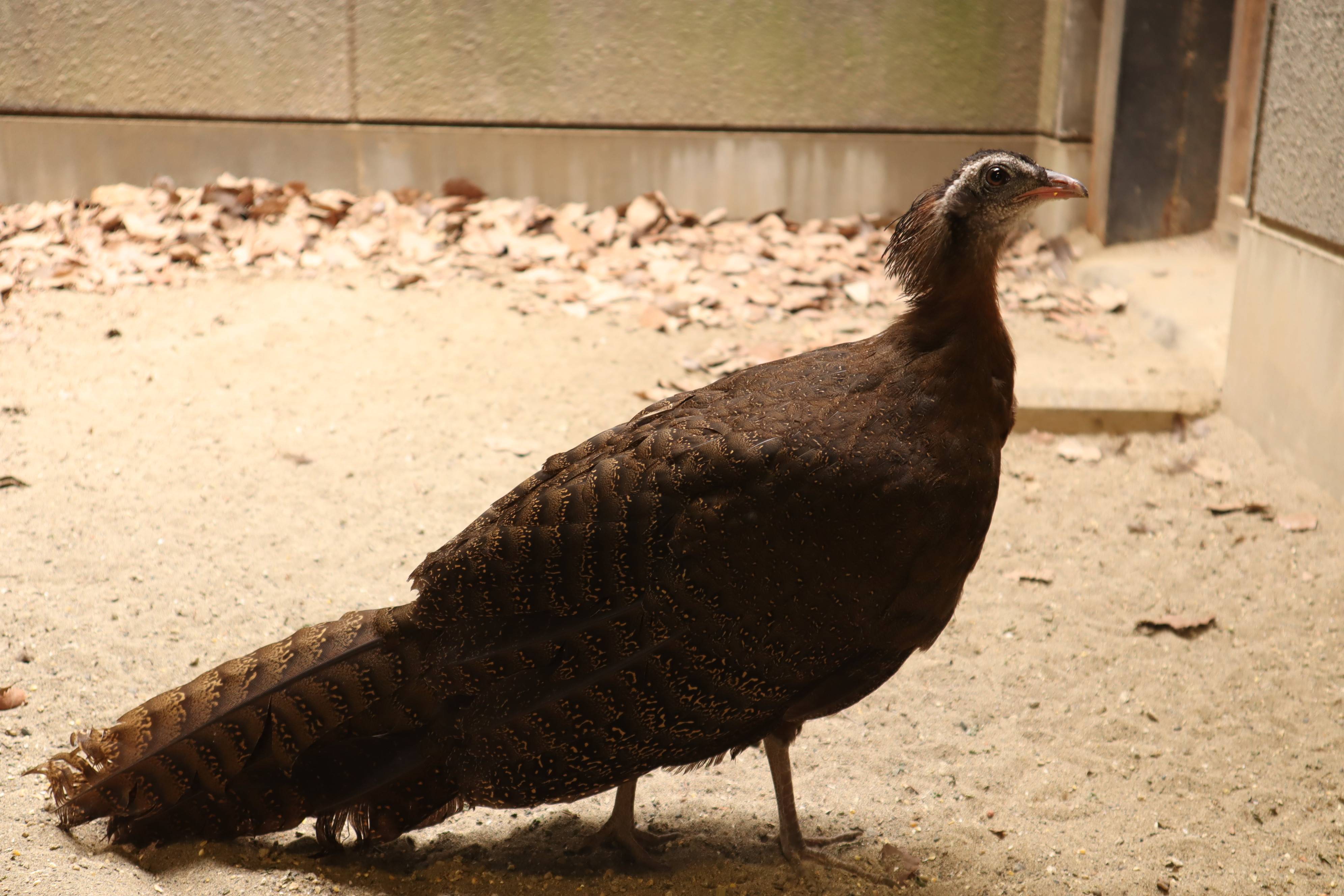 【飼育日誌】20210619:成長記13 (17).jpg