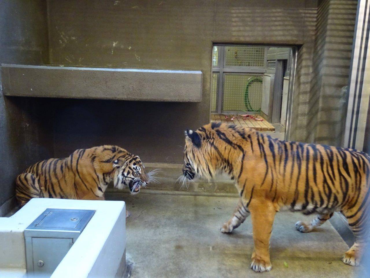 サブ運動場で同居中のガンターとカリ。カリは威嚇している。