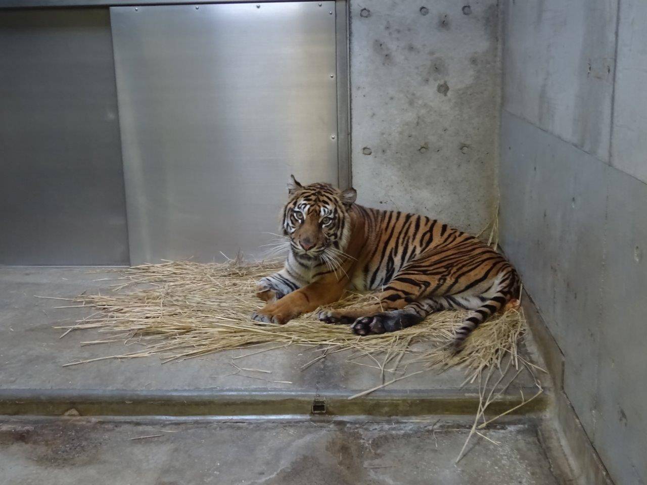 藁上で休むラウト①