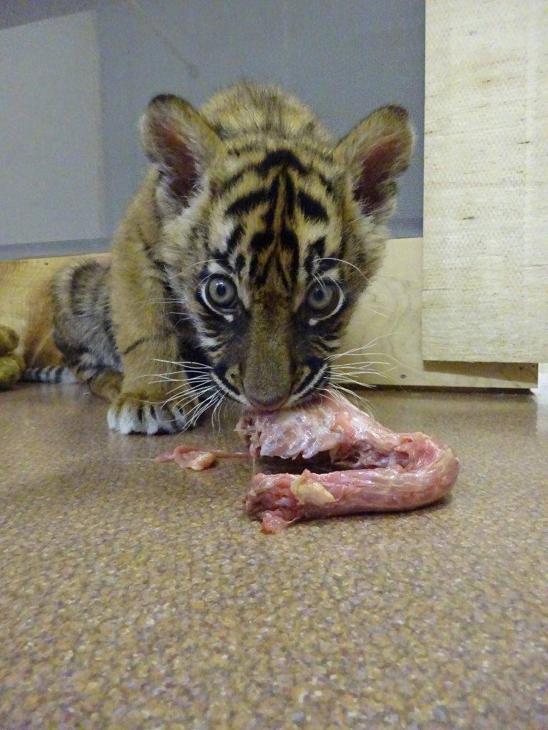 餌を食べ始めた頃のムジュ