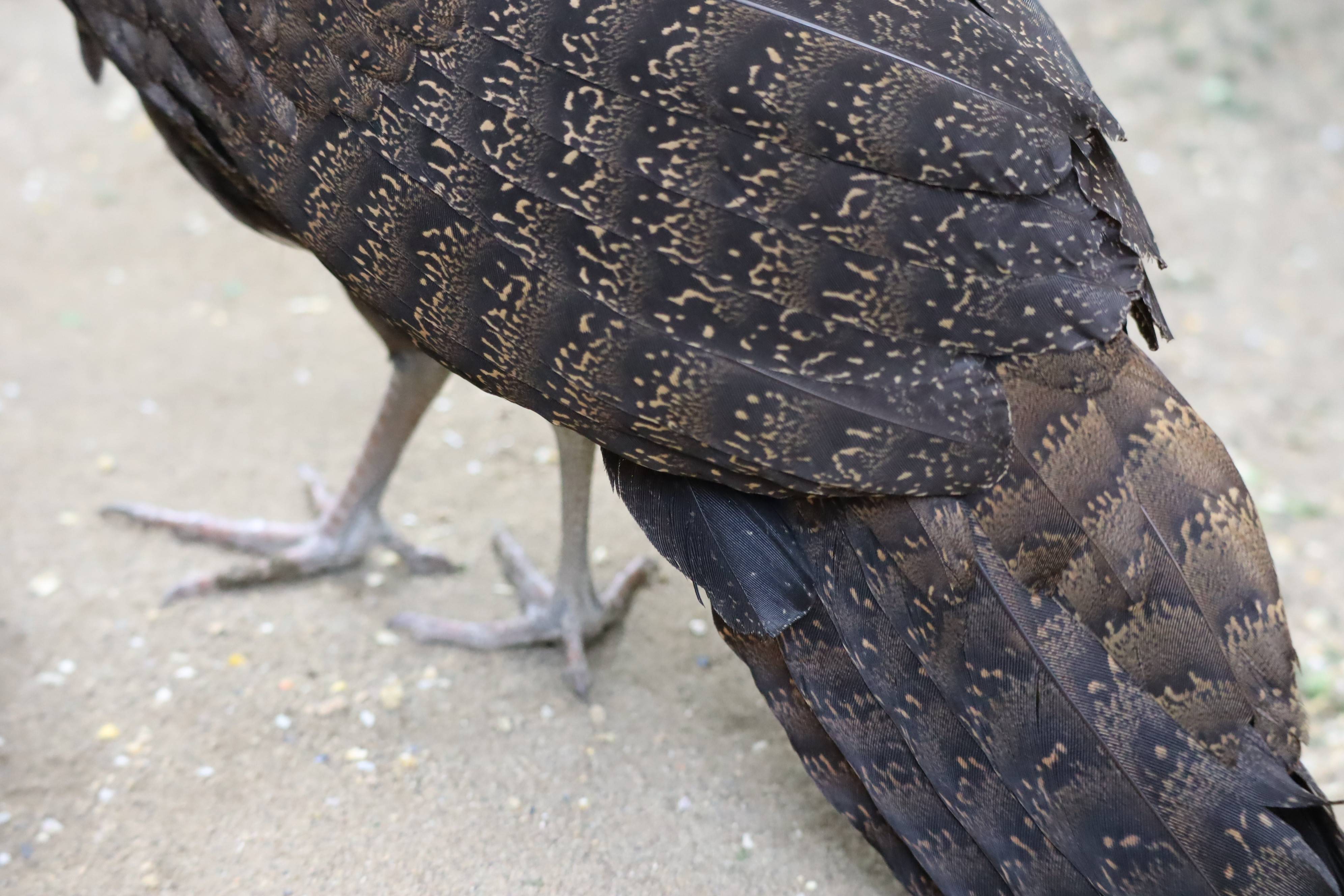 【飼育日誌】20210425:成長記11 (10).jpg