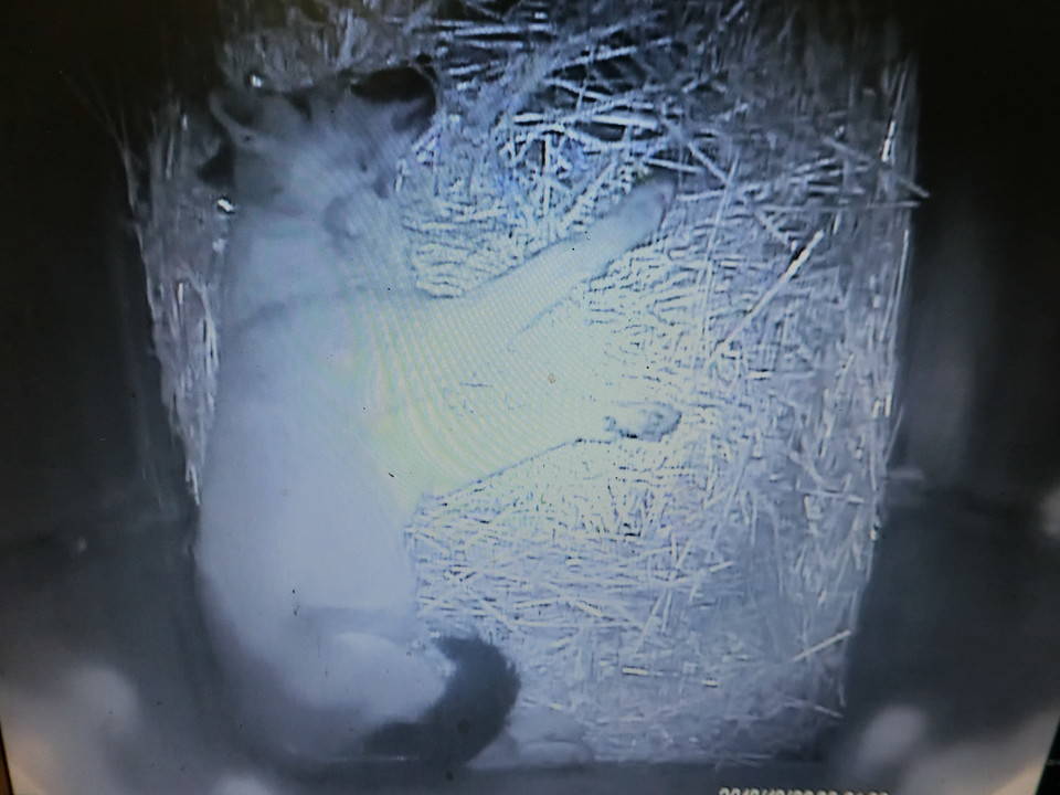 ケーシー (2).jpg