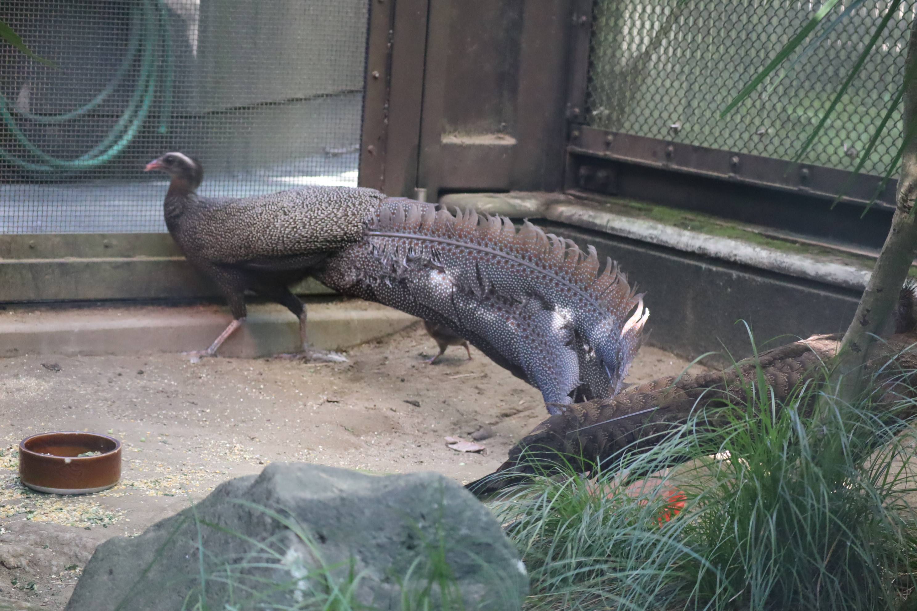 【飼育日誌】20210130：成長記8 (3).jpg