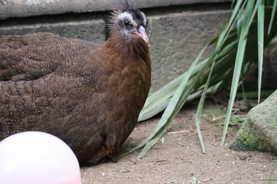 【飼育日誌】20200917：成長記5 (10).jpg