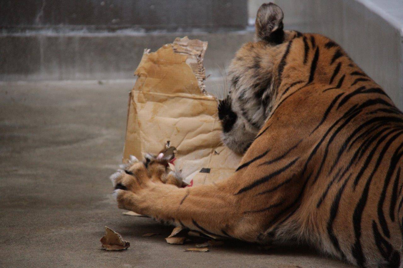 段ボールを破壊するラウト③
