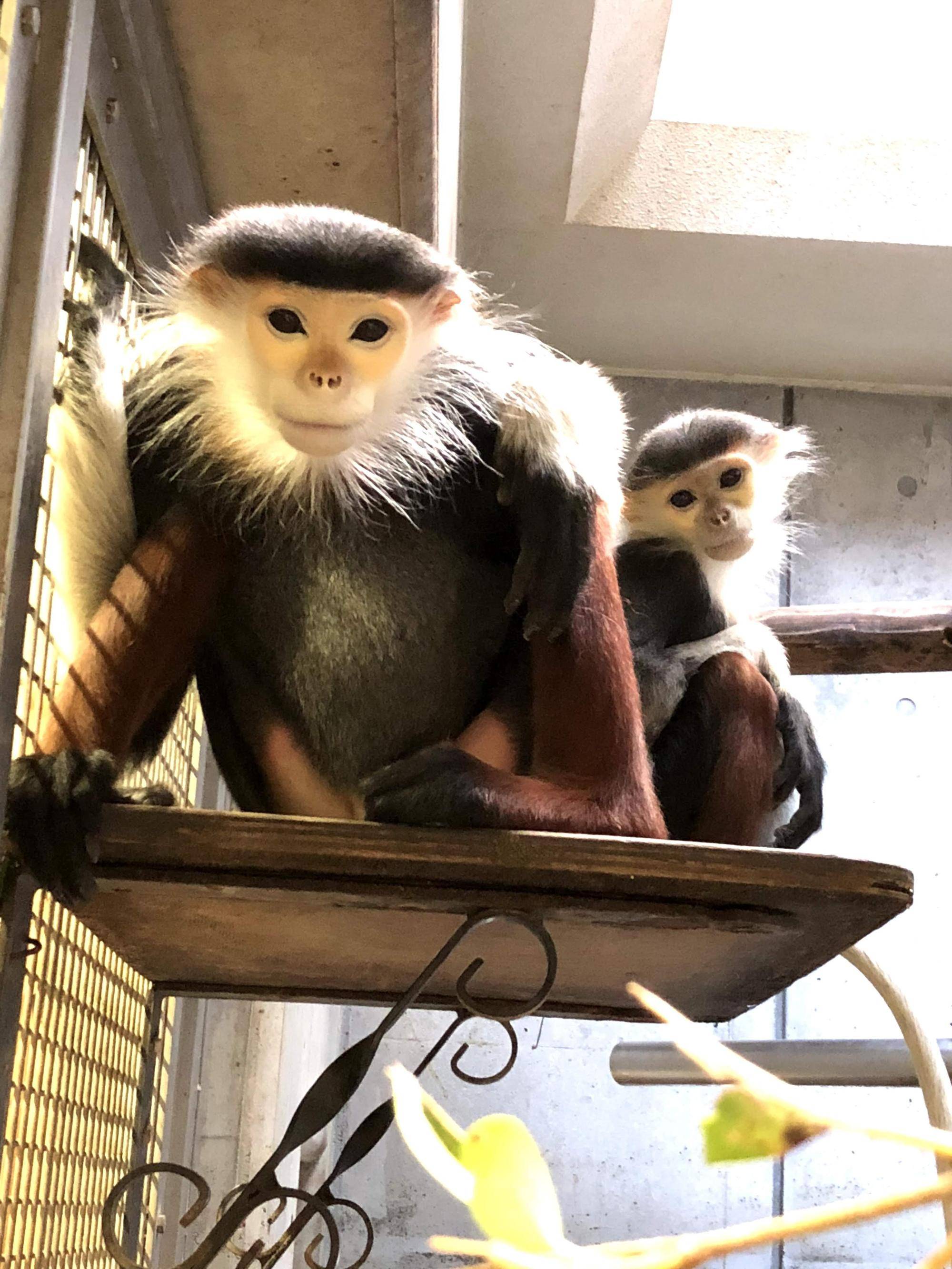 【飼育日誌】20220802：マニプクの思い出 (3).jpg