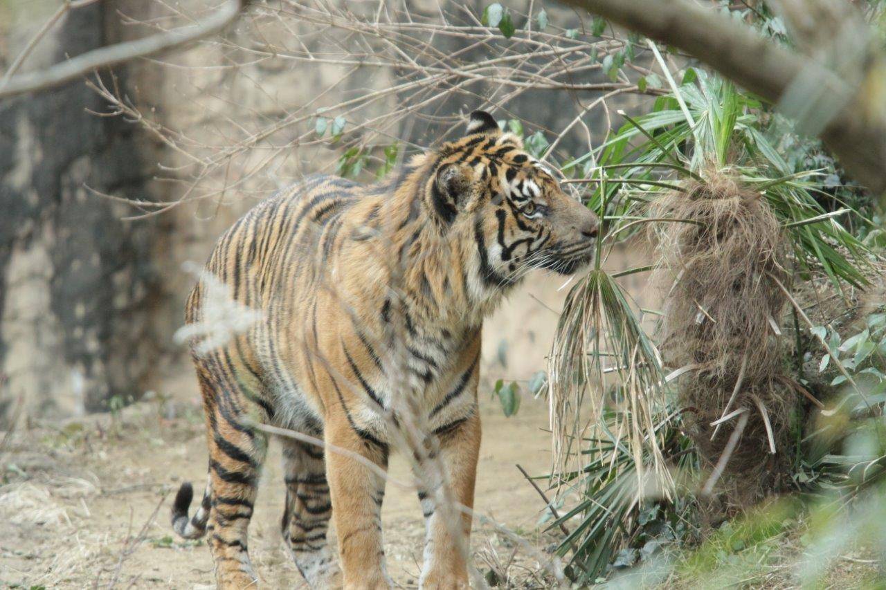 植栽の匂いを嗅ぐガンター