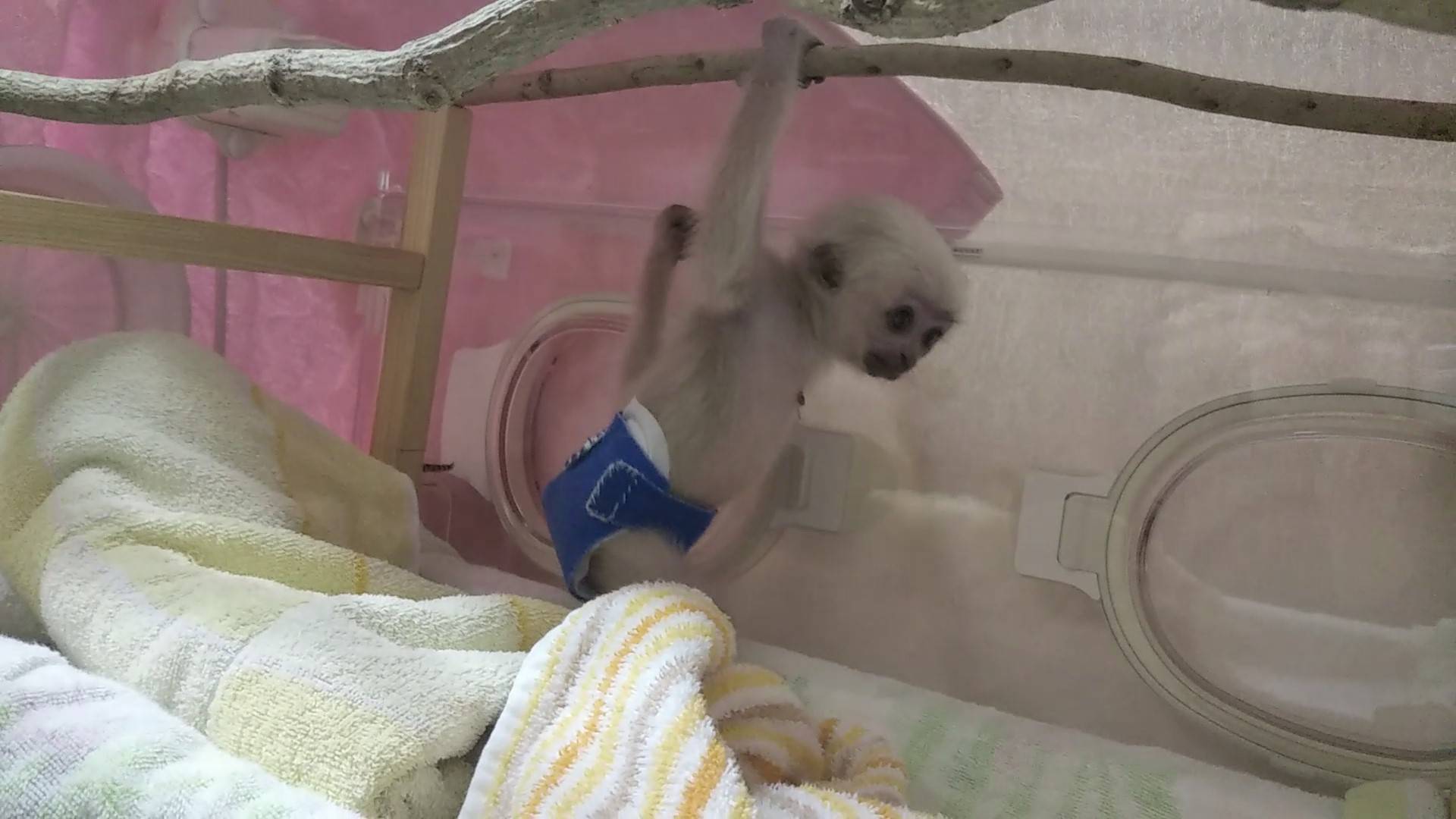 20220622プロイ止まり木04.jpg