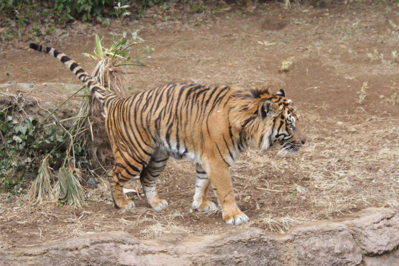 マーキングをするガンター
